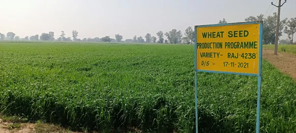 Seed production of Indian Mustard