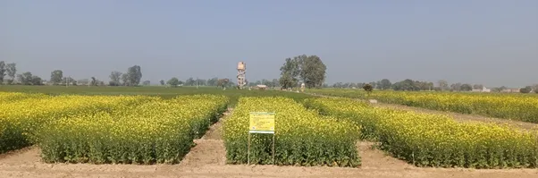 Seed production of wheat