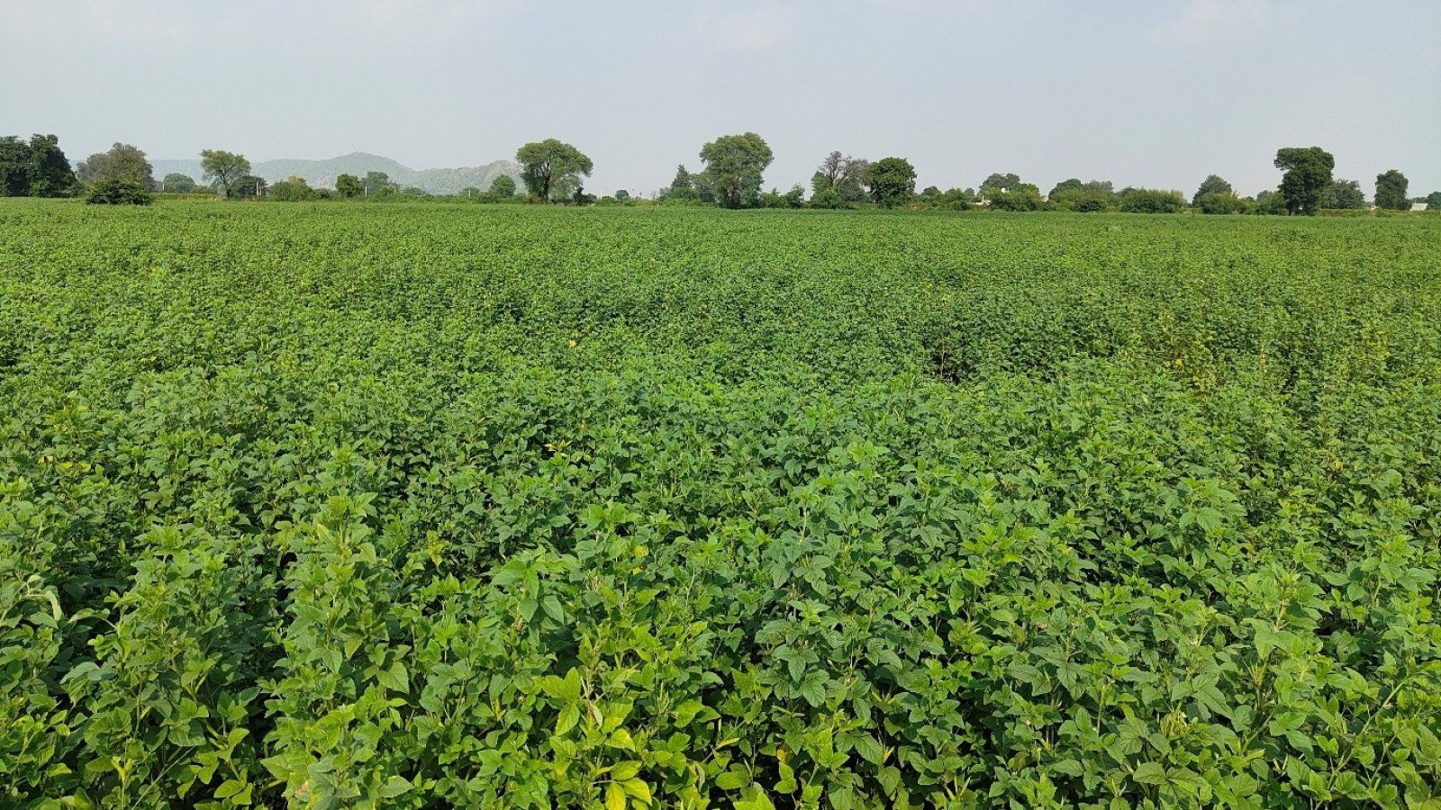 Seed production crop of clusterbean